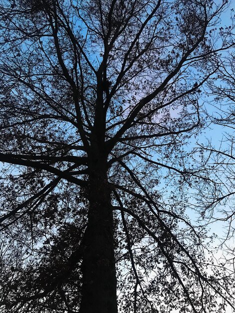 Vista de ángulo bajo de un árbol en el bosque