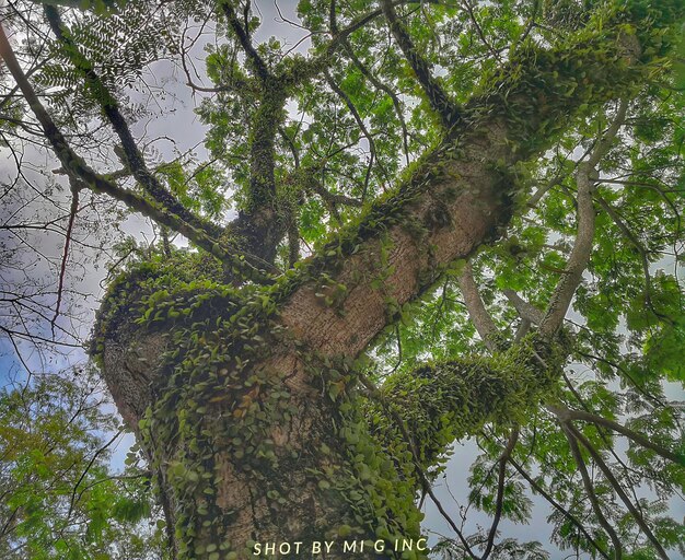 Vista de ángulo bajo de un árbol en el bosque