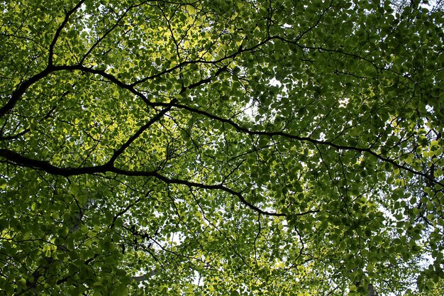 Vista de ángulo bajo de un árbol en el bosque