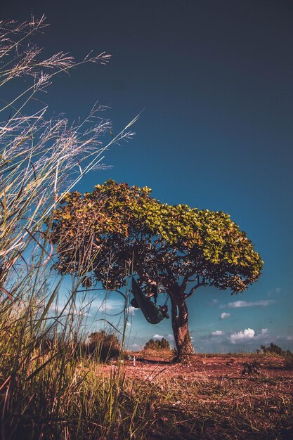 Foto vista de ángulo bajo del árbol en el campo contra el cielo