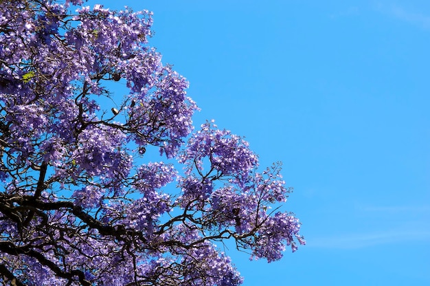 Foto vista de bajo ángulo del árbol de cerezas en flor contra el cielo azul