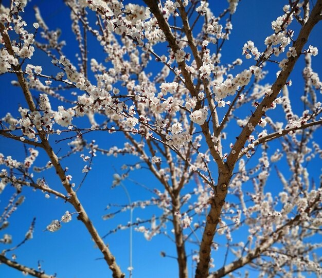 Vista de ángulo bajo del árbol de cerezas en flor contra el cielo azul