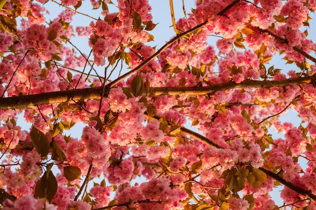 Foto vista en bajo ángulo del árbol de cerezas rosadas en flor