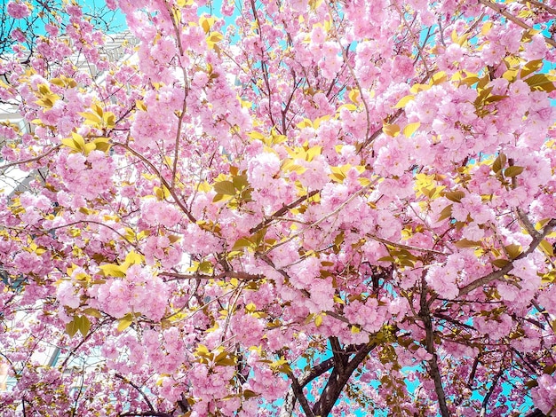 Vista en bajo ángulo del árbol de cerezas rosadas en flor