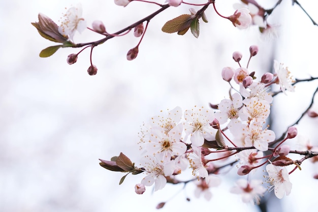 Foto vista de bajo ángulo del árbol de cerezos en flor