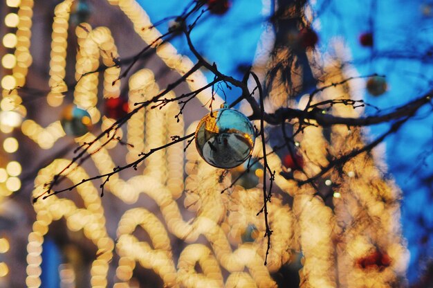 Foto vista de ángulo bajo del árbol colgante