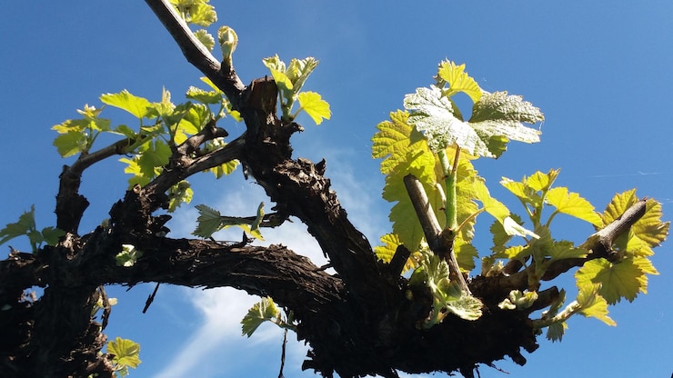 Foto vista de bajo ángulo del árbol contra un cielo azul claro