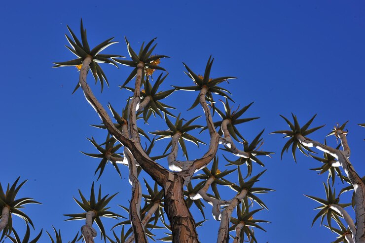 Foto vista de bajo ángulo del árbol contra un cielo azul claro