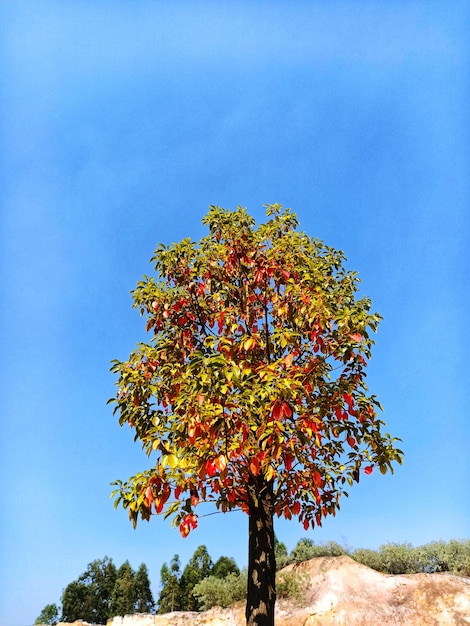 Foto vista de ángulo bajo del árbol contra el cielo azul claro