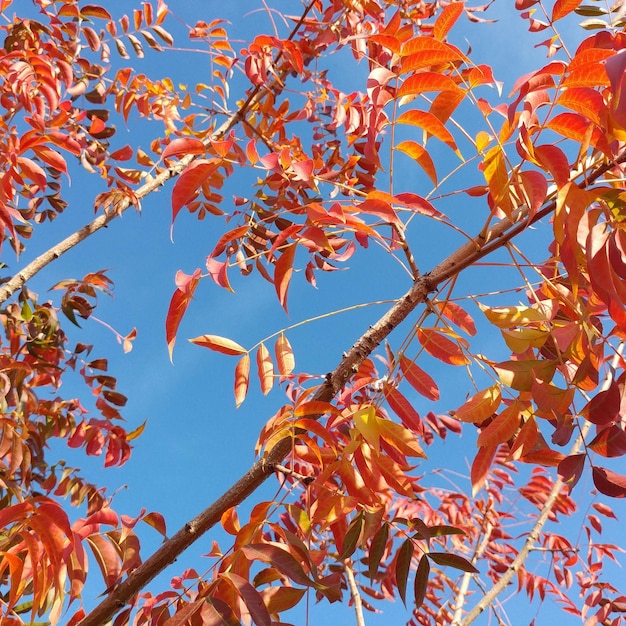 Vista de ángulo bajo del árbol contra el cielo azul