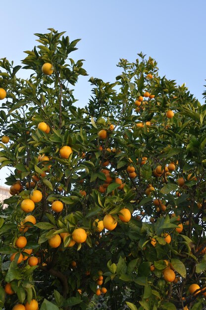 Foto vista de ángulo bajo del árbol contra el cielo azul