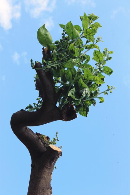 Foto vista de ángulo bajo del árbol contra el cielo azul