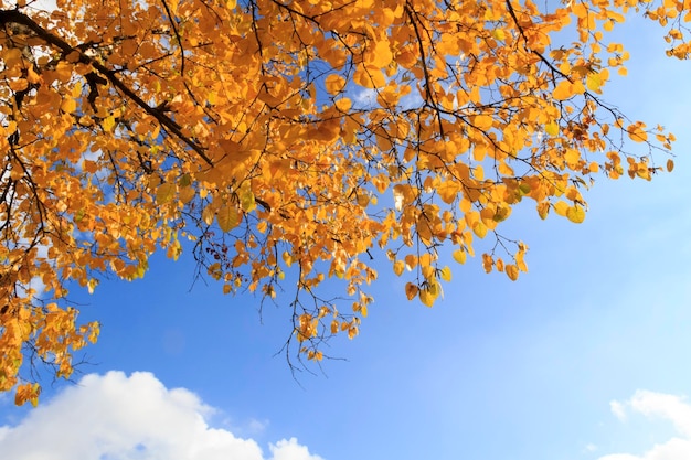 Vista de ángulo bajo del árbol contra el cielo azul