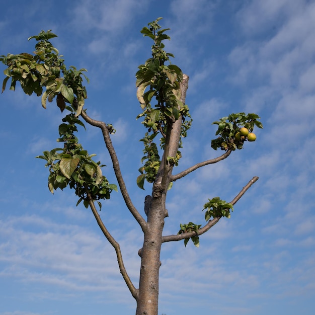 Foto vista de ángulo bajo del árbol contra el cielo azul