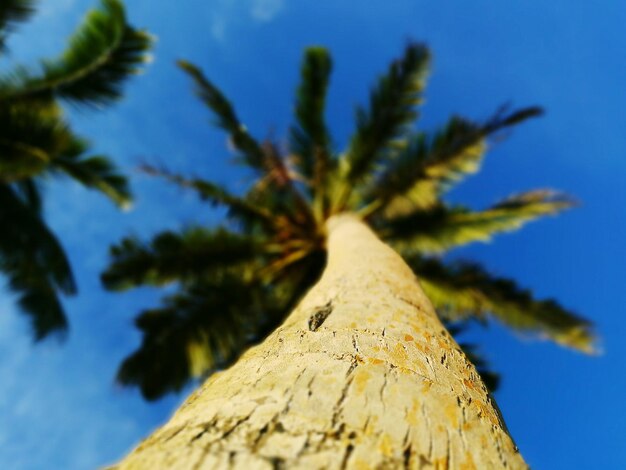 Foto vista de ángulo bajo del árbol contra el cielo azul