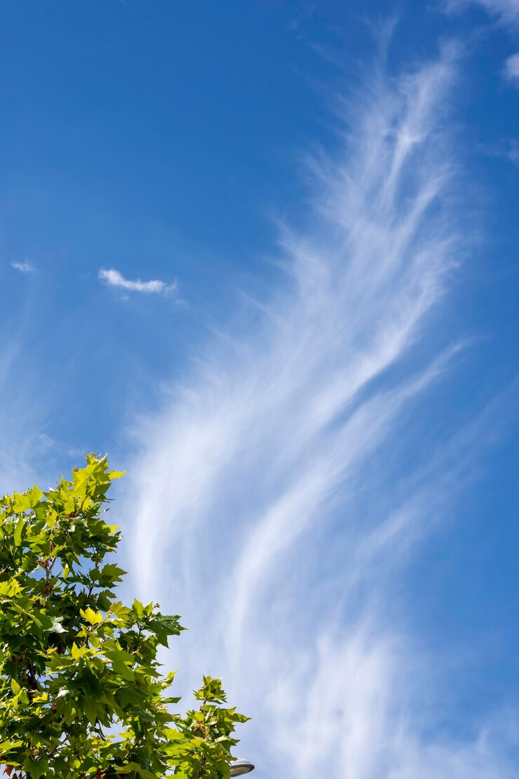 Foto vista de ángulo bajo del árbol contra el cielo azul