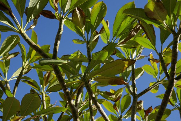 Foto vista de ángulo bajo del árbol contra el cielo azul