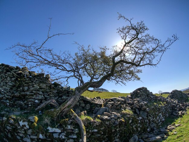 Vista de ángulo bajo del árbol contra el cielo claro