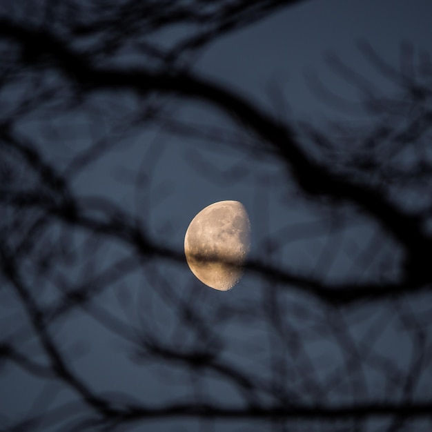 Foto vista de ángulo bajo del árbol contra el cielo por la noche