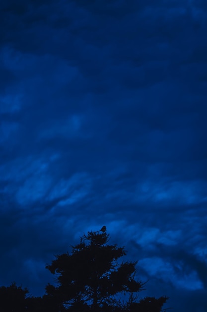 Foto vista de ángulo bajo del árbol contra el cielo nublado