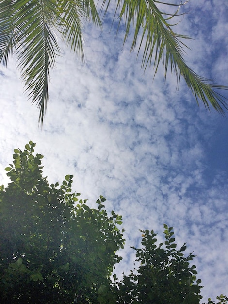 Foto vista de ángulo bajo del árbol contra el cielo nublado
