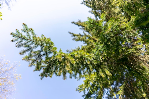 Foto vista de ángulo bajo del árbol contra el cielo