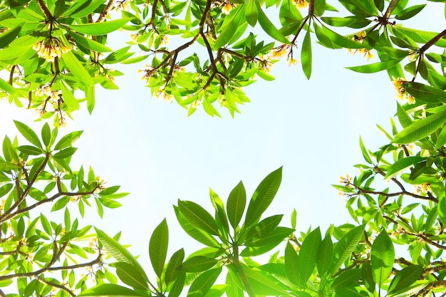 Foto vista de ángulo bajo del árbol contra el cielo