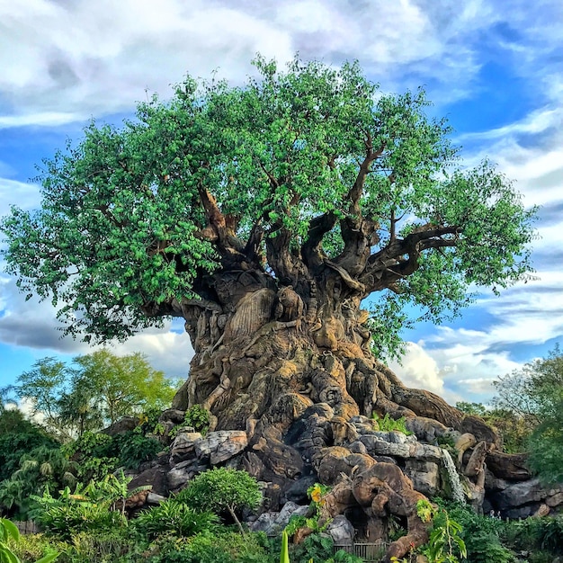 Vista en bajo ángulo del árbol contra el cielo