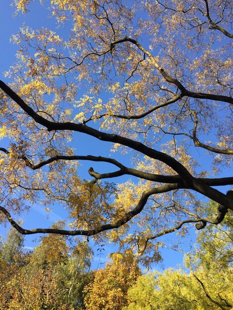 Foto vista de ángulo bajo del árbol contra el cielo