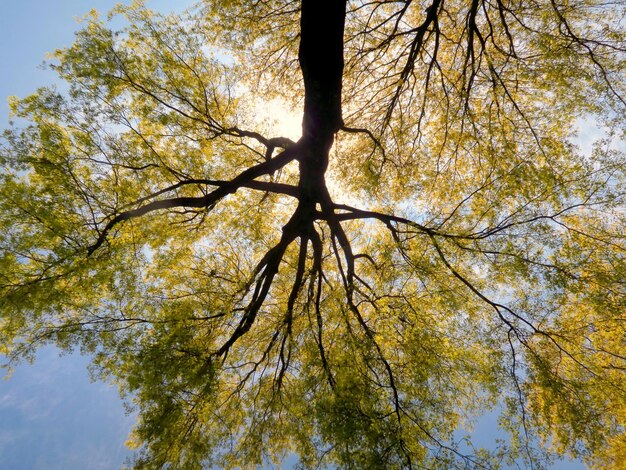 Foto vista de ángulo bajo del árbol contra el cielo