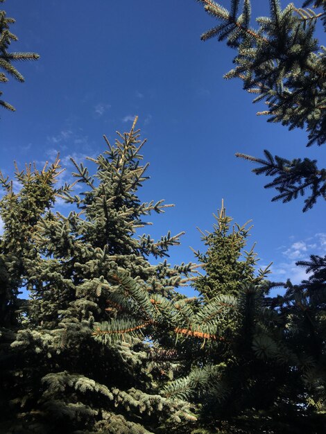 Foto vista de ángulo bajo del árbol contra el cielo