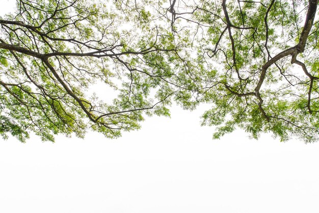 Foto vista en bajo ángulo del árbol contra el cielo