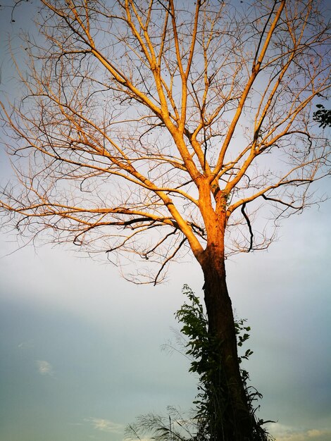 Foto vista de ángulo bajo del árbol contra el cielo