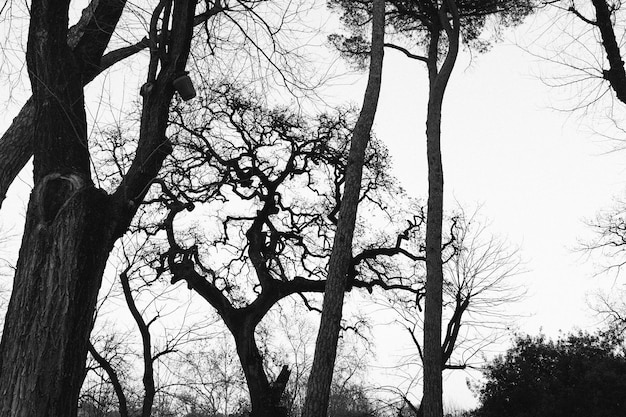 Foto vista en bajo ángulo del árbol contra el cielo