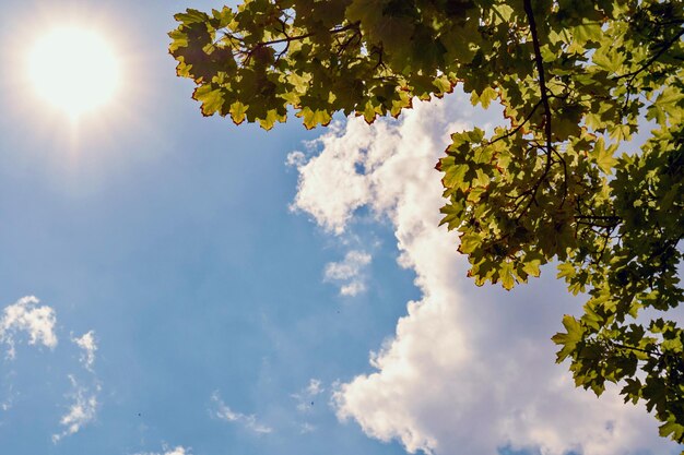 Foto vista de ángulo bajo del árbol contra el cielo