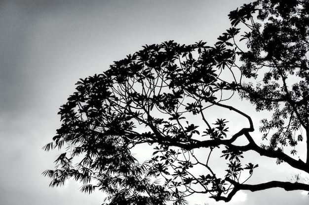 Foto vista de ángulo bajo del árbol contra el cielo