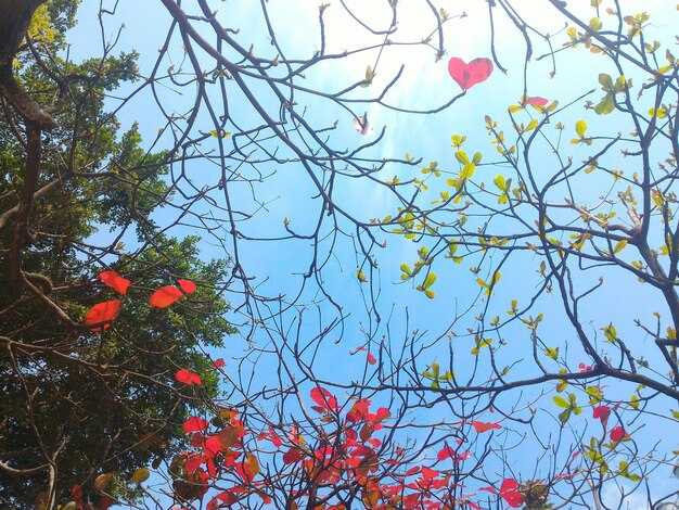 Foto vista de ángulo bajo del árbol contra el cielo