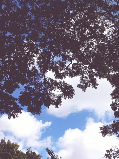 Foto vista de ángulo bajo del árbol contra el cielo