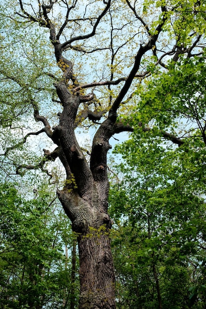 Foto vista de ángulo bajo del árbol contra el cielo