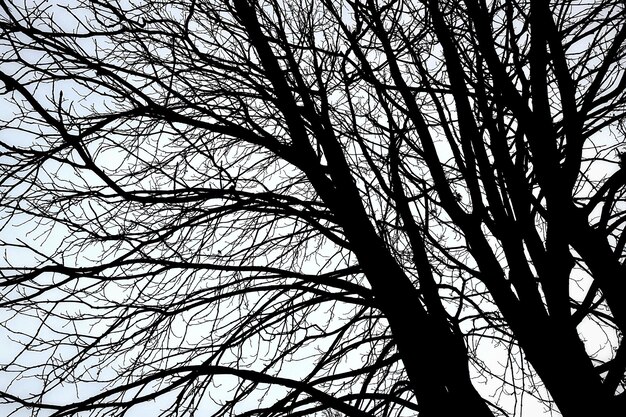 Foto vista de ángulo bajo del árbol contra el cielo