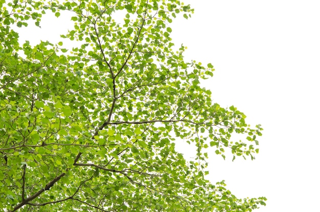 Vista en bajo ángulo del árbol contra el cielo