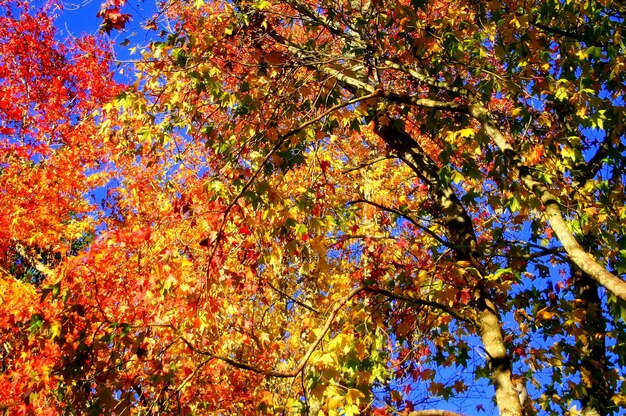 Foto vista de ángulo bajo del árbol contra el cielo