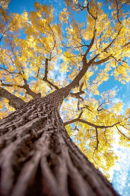 Vista de ángulo bajo del árbol contra el cielo