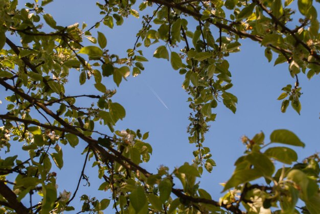 Foto vista de ángulo bajo del árbol contra el cielo