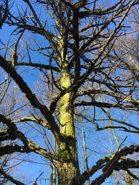 Foto vista de ángulo bajo del árbol contra el cielo