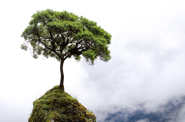 Vista en bajo ángulo del árbol contra el cielo