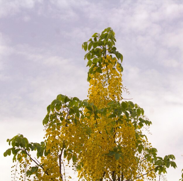 Foto vista de ángulo bajo del árbol contra el cielo