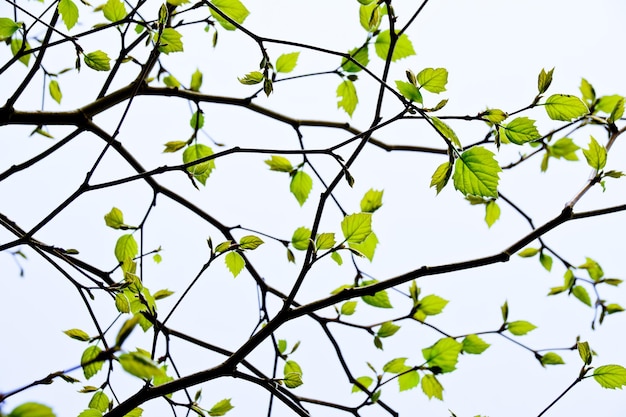 Vista de ángulo bajo del árbol contra el cielo