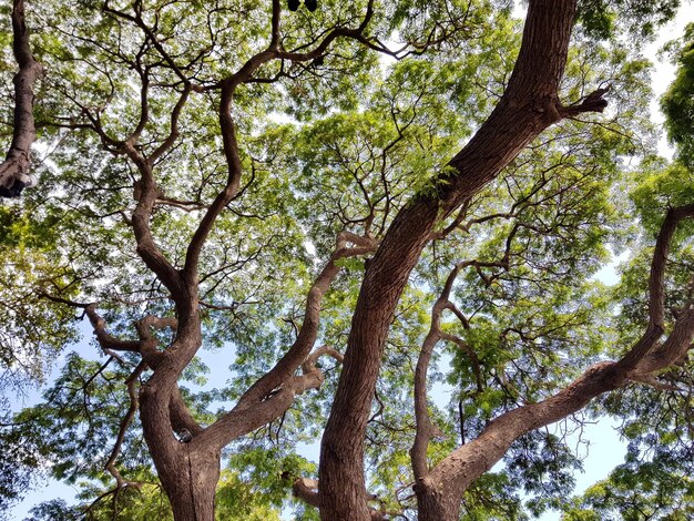 Foto vista de ángulo bajo del árbol contra el cielo