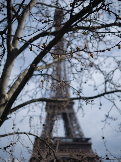 Foto vista de ángulo bajo del árbol contra el edificio